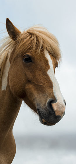 horse