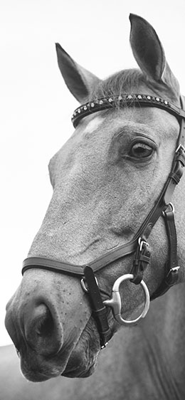 horse